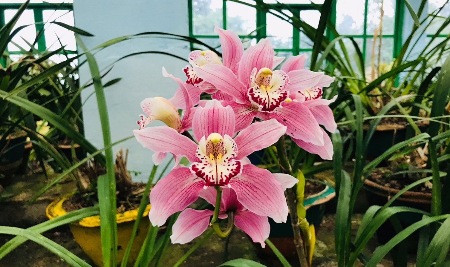  Latitudee Boutique Rooms near temple